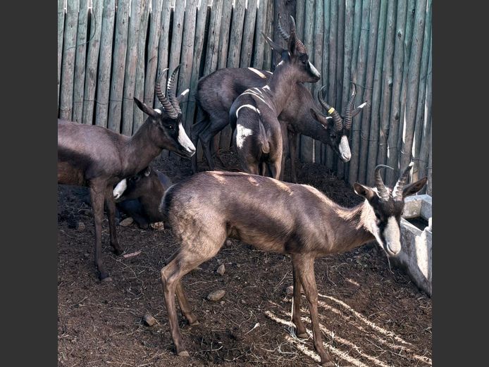 Swart Springbok Jagramme