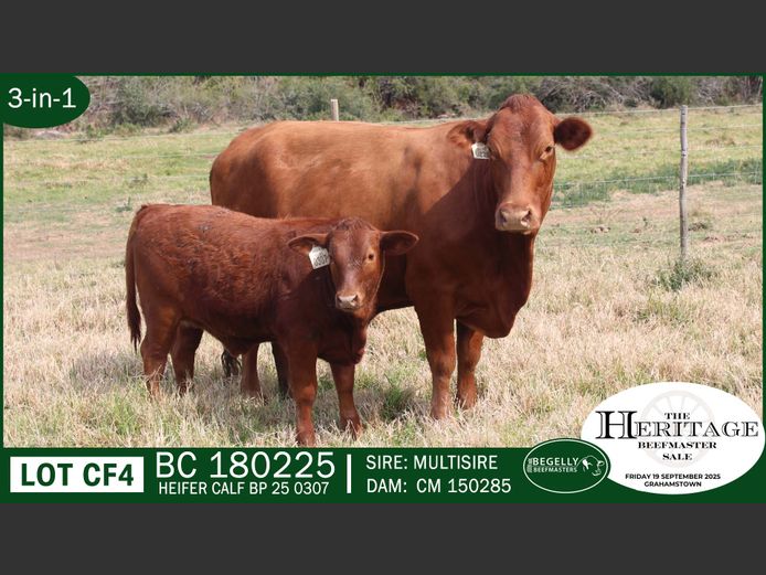Commercial Animals | Begelly Beefmasters