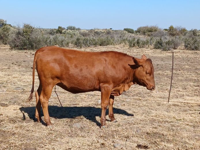 AB 230148 | CCR BEEF (PTY) LTD