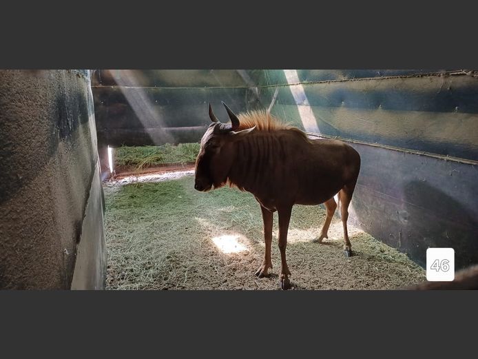 GOUE WILDEBEES | ONGELUKSKOP SAFARI'S