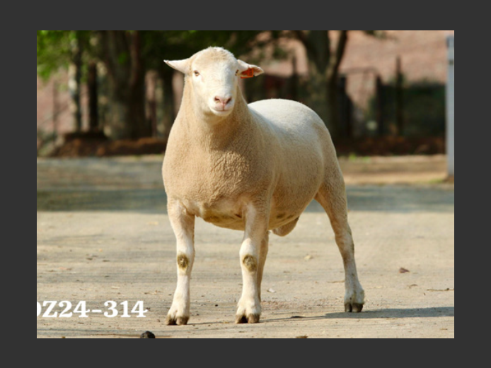 DZ 240314 | 2 STEYNS BOERDERY