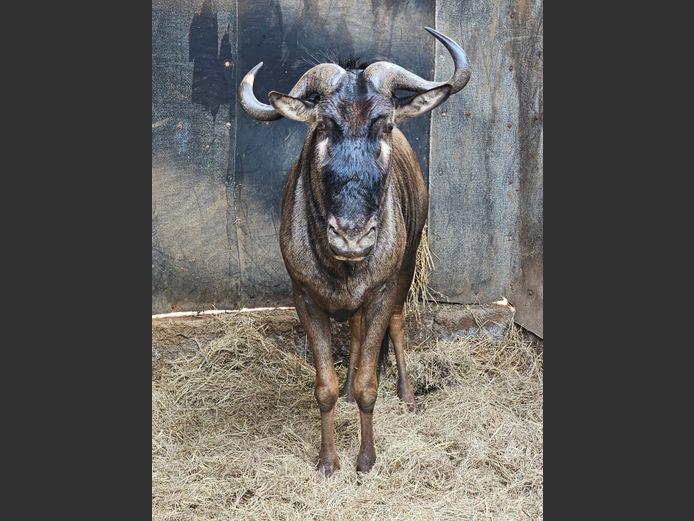 BLOUWILDEBEES | SCHOEMAN BOERDERY