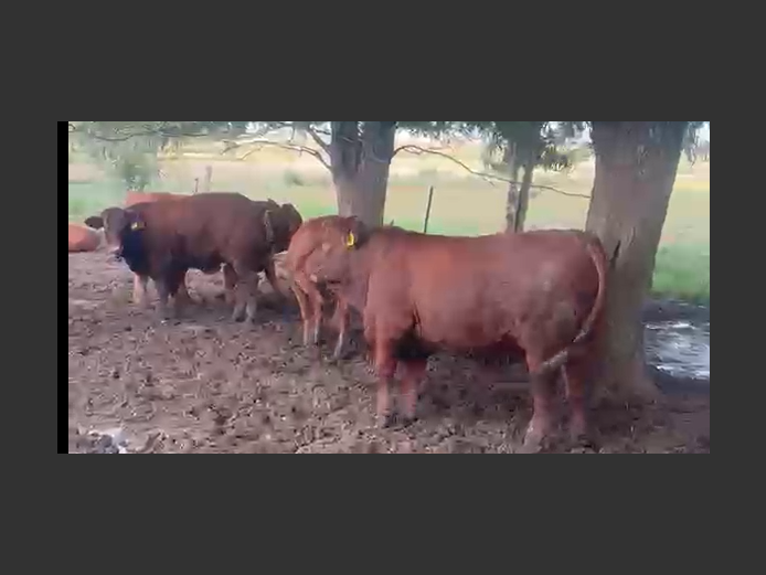 Cattle 