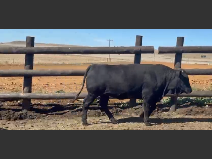Cattle 
