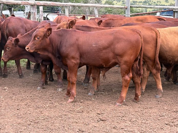 Intact Bull Calves | Q. Rogers