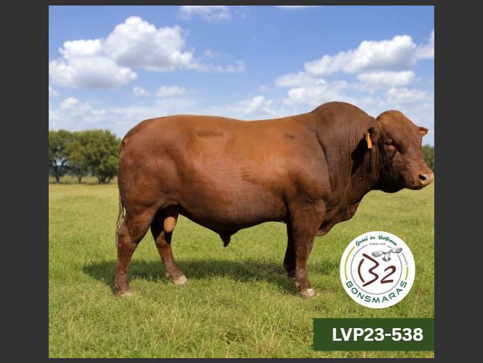 LVP 230538 | B2 BONSMARAS