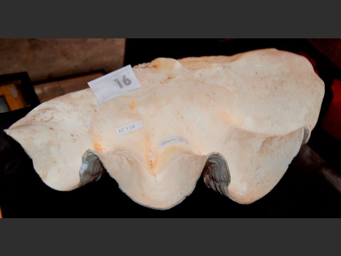 LARGE CLAM SHELL, 45 x 28cm
