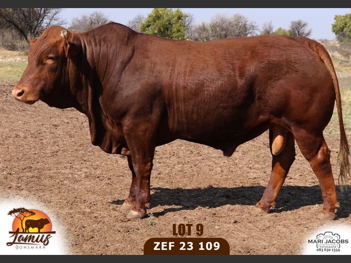 ZEF230109 HH(c) | LAMUS BONSMARA