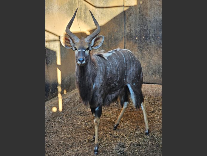 NYALA | BIG HORN