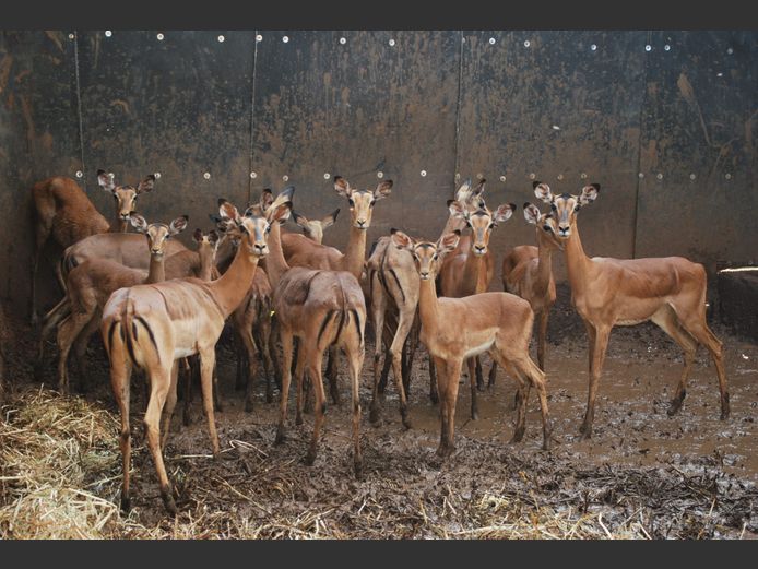 IMPALA | NAYAWA BDY