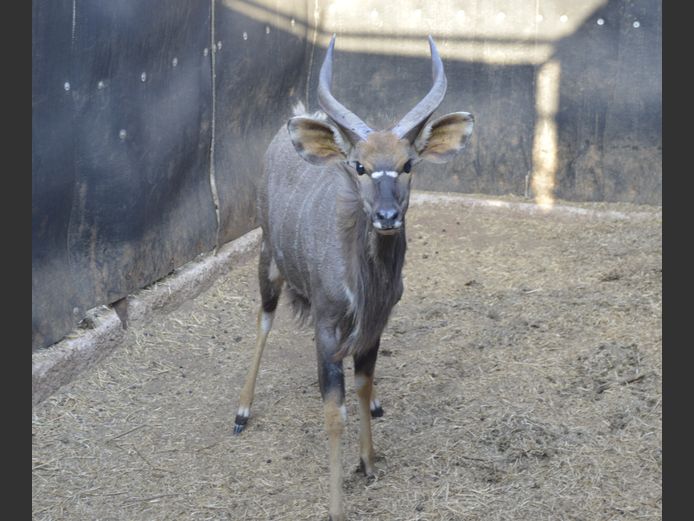 Njala | Raasblaar