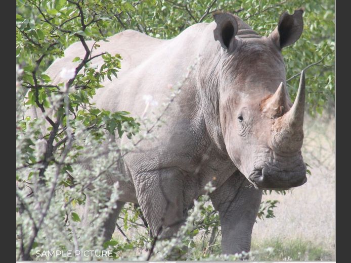 RHINO | DU PREEZ WILD