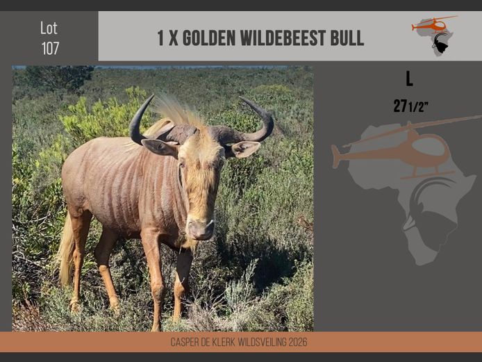 Golden Wildebeest (27 1/2")
