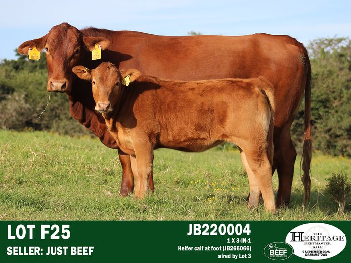 Female Animals | Just Beef