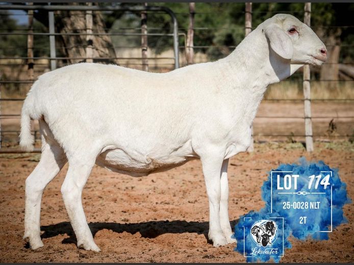 25-0028 NLT | LEKWATER