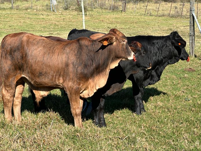 Weaners | Indinga Farming