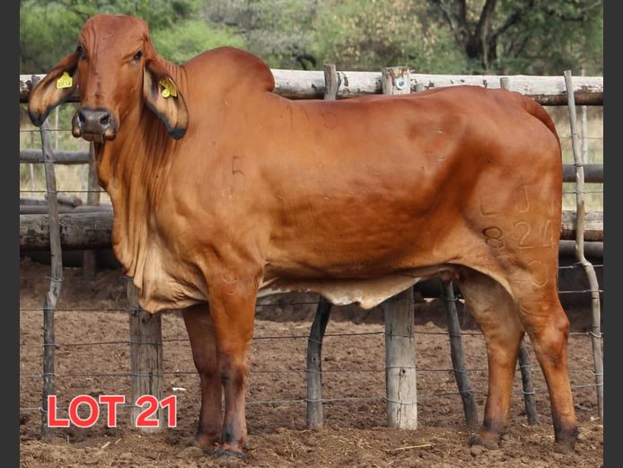 RED BRAHMAN - HEIFER