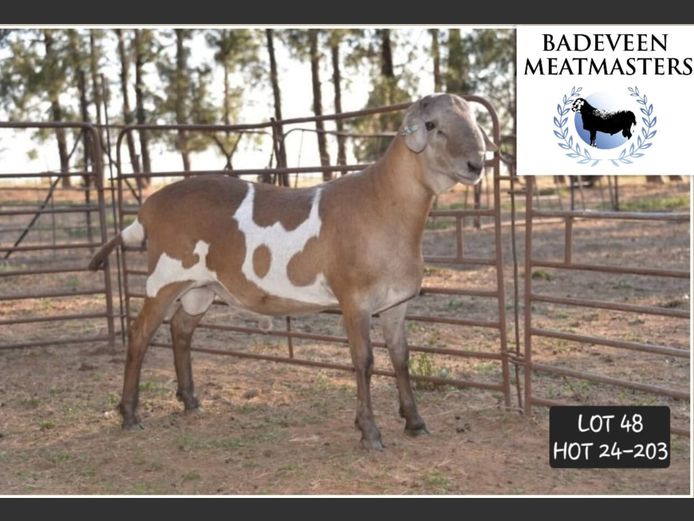 HOT 24-203 | Badeveen Meatmasters