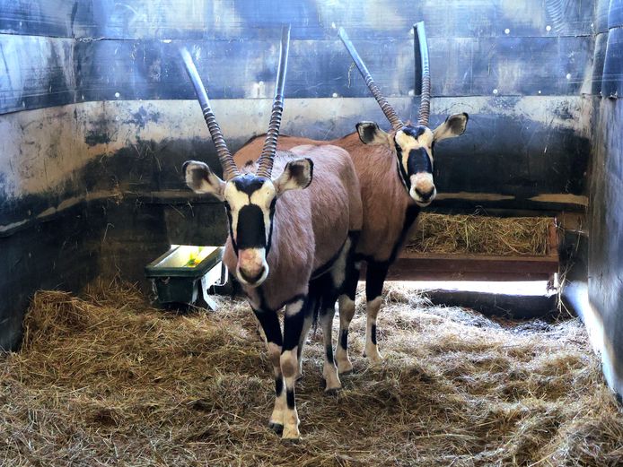 GEWONE GEMSBOK | AL BADENHORST