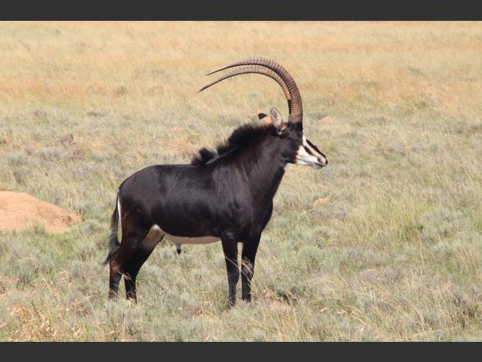 Swartwitpens | Driekoppen Wild (G van Schalkwyk)