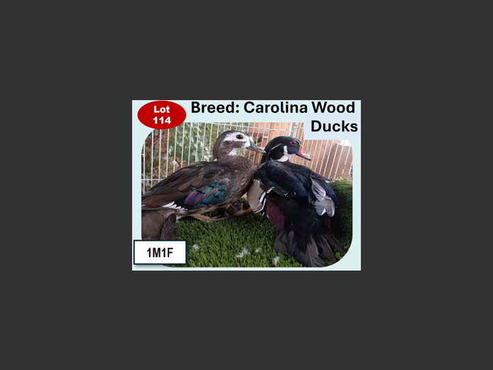 CAROLINA DUCKS | ANNUAL MYTILUS AND ELOFF