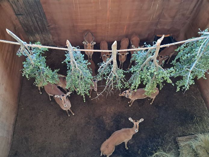 Impala | Mayogi Safaris