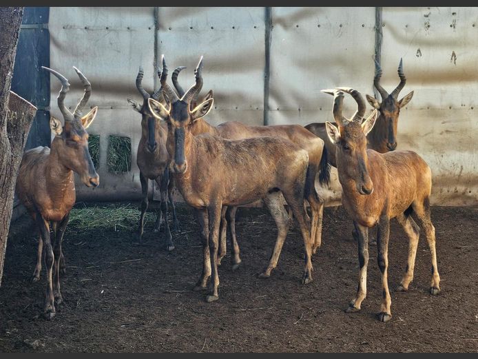 REDHARTEBEEST | HELICON