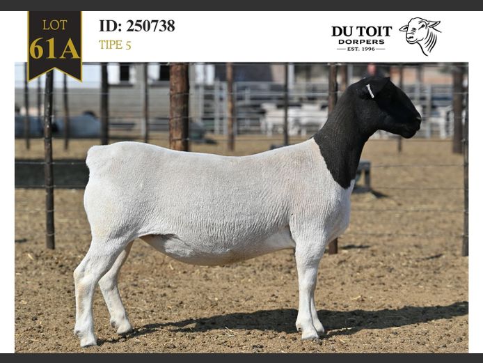 250738 | DU TOIT DORPERS
