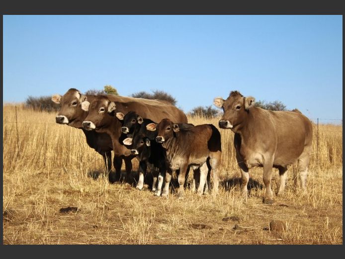 Commercial Animals | Jorsie Boerdery