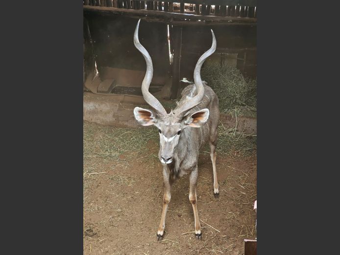 KUDU | MABALINGWE