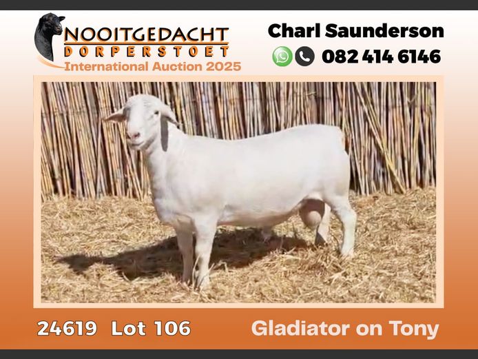 Nooitgedacht Witdorpers