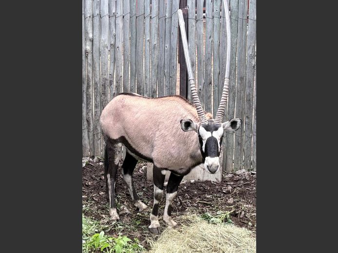 Gemsbok Bul