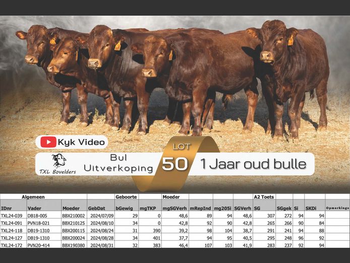 1 YEAR OLD BULLS