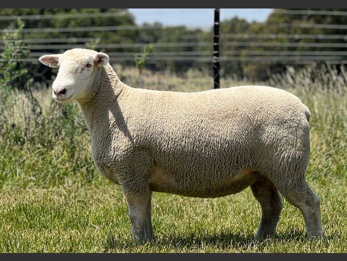 JB240142 | J.A BARNARD