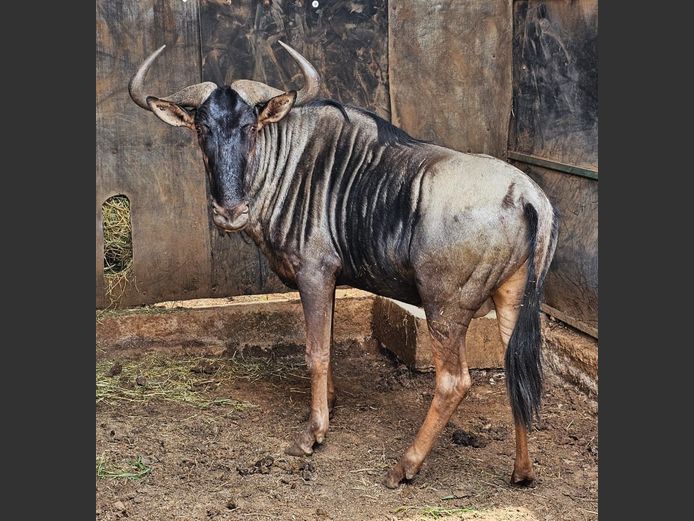 BLUE WILDEBEEST | WATERBERG GAME