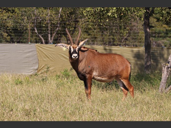 Roan Bulle