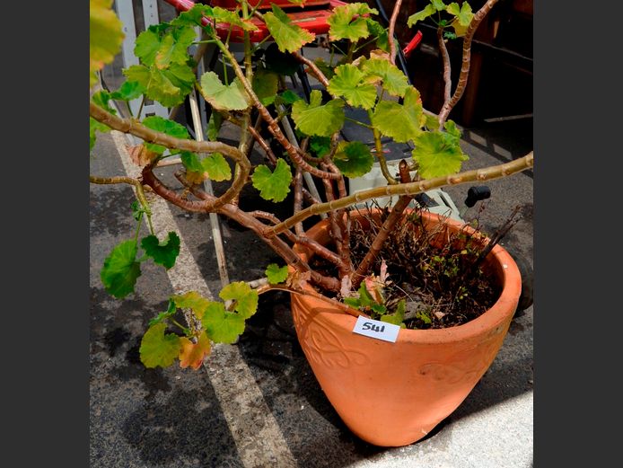 TERRACOTTA PLANTER WITH PLANT