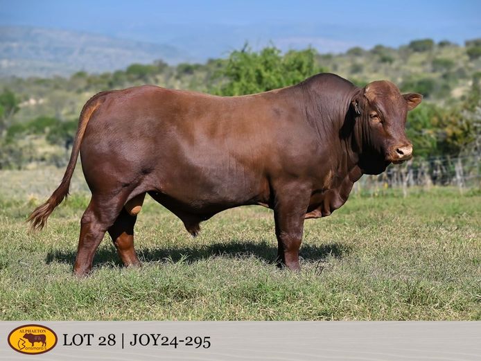 JOY240295 | FETTING LIVESTOCK TRUST