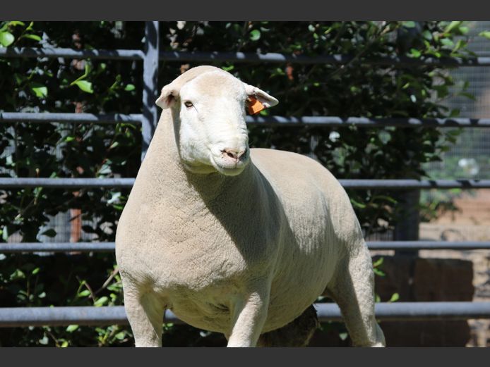 DZ 240323 | 2 STEYNS BOERDERY