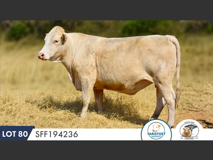 SFF194236 HH | YARI STUD