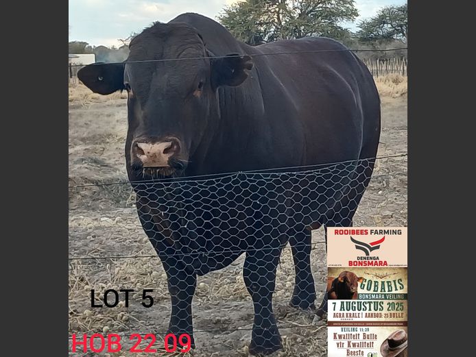 HOB 220009 HH(c) | ROOIBEES FARMING PTY LTD