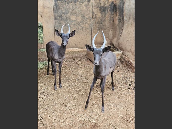 BLACK IMPALA | BUFFELSPOORT