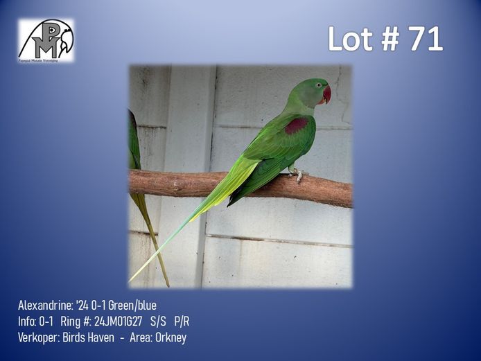 0-1 '24 Alexandrine: Green/blue - Birds Haven