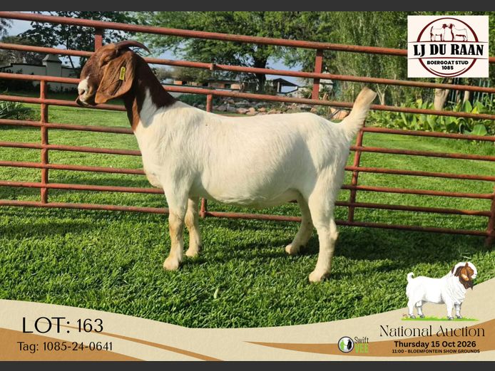 1085-24-0641 | L J du Raan Boerbokstoet