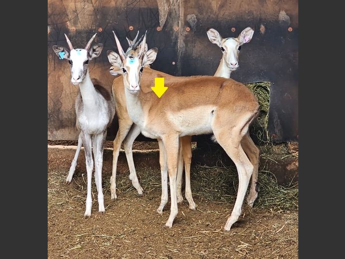 WHITE FLANKED IMPALA | ANDERSON WILDLIFE