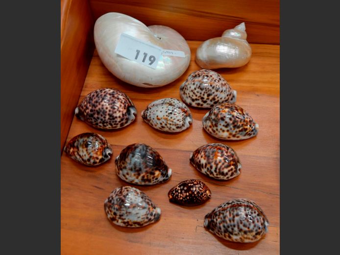 COLLECTION COWRIE SHELLS & OTHERS