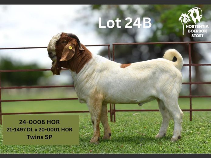 24-0008HOR | HORTENTIA BOERBOK STOET