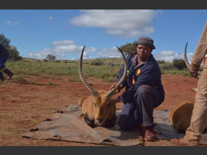 Lechwe 