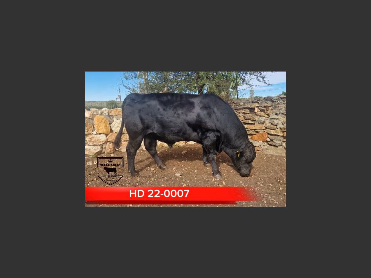 Lot 1 | NAMIBIA GENETICS AUCTION | SwiftVEE | South Africa’s Leading ...