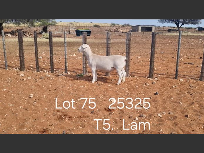 916250369W | R.J. CAHI & SON CC